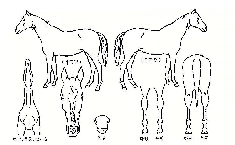 ���Ƶ����� ����,���,�޸�,�λ�,�ٸ��� Ư¡����