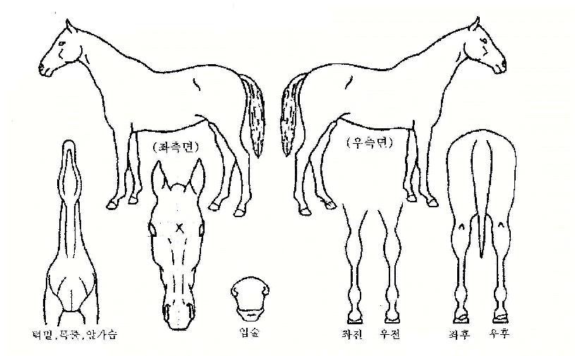 ±ÂÈ÷Æ®ÀÇ Ãø¸é,¿ì¸é,µÞ¸é,µÎ»ó,´Ù¸®ÀÇ Æ¯Â¡µµÇØ