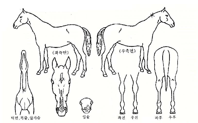 ���������� ����,���,�޸�,�λ�,�ٸ��� Ư¡����