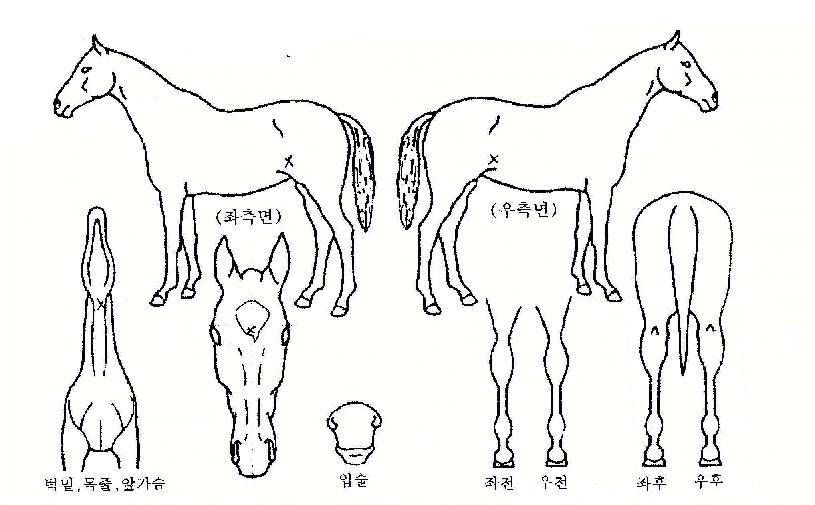 µ¿ÇØÀÇ´ÞºûÀÇ Ãø¸é,¿ì¸é,µÞ¸é,µÎ»ó,´Ù¸®ÀÇ Æ¯Â¡µµÇØ