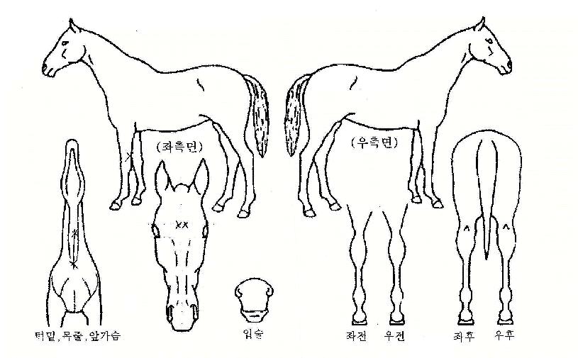 ������������ ����,���,�޸�,�λ�,�ٸ��� Ư¡����