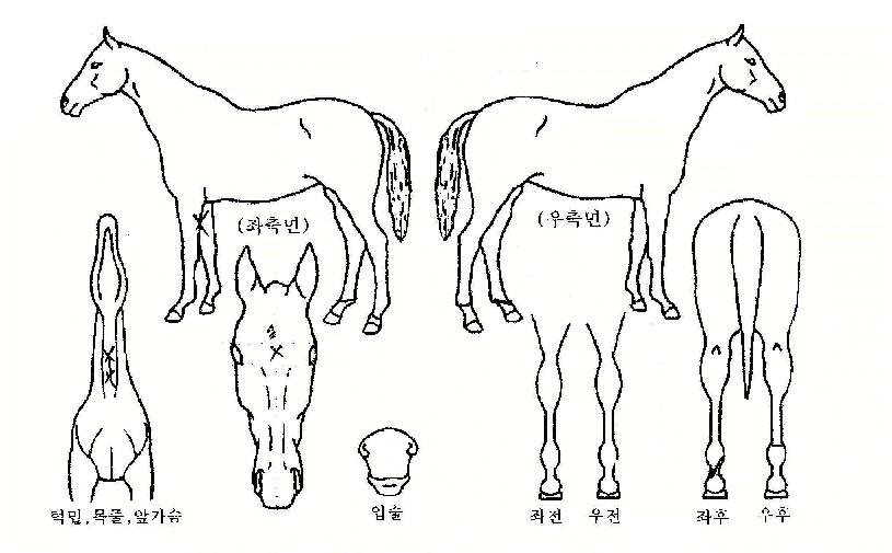 ¼ÃʾßÀÇ Ãø¸é,¿ì¸é,µÞ¸é,µÎ»ó,´Ù¸®ÀÇ Æ¯Â¡µµÇØ
