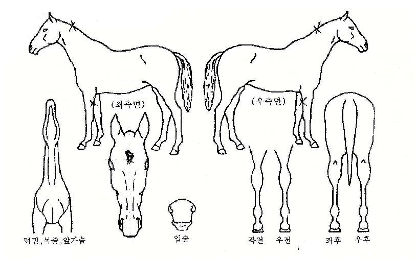 ´ëÇõ½ÅÀÚ¸¶ÀÇ Ãø¸é,¿ì¸é,µÞ¸é,µÎ»ó,´Ù¸®ÀÇ Æ¯Â¡µµÇØ