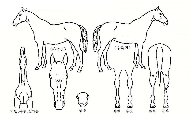 È£°æ±âÀÇ Ãø¸é,¿ì¸é,µÞ¸é,µÎ»ó,´Ù¸®ÀÇ Æ¯Â¡µµÇØ