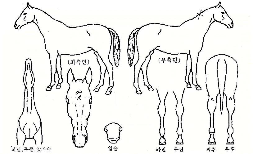 ±Ý°íÀÇ Ãø¸é,¿ì¸é,µÞ¸é,µÎ»ó,´Ù¸®ÀÇ Æ¯Â¡µµÇØ