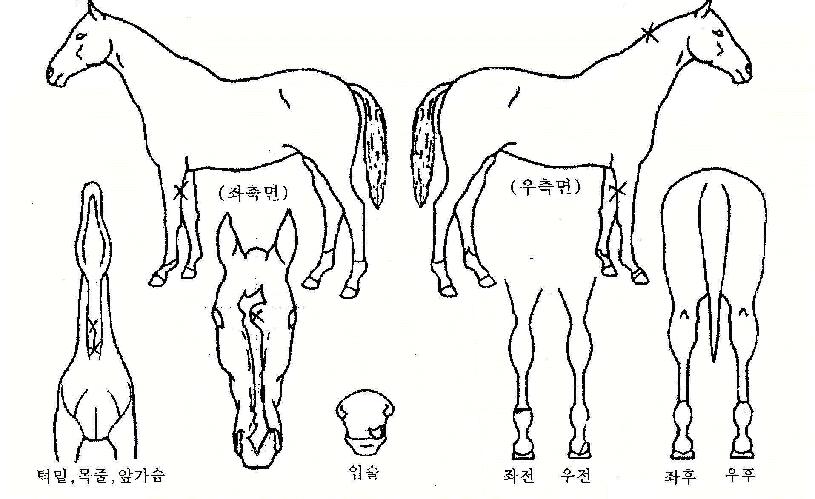 ��ƮĹ�� ����,���,�޸�,�λ�,�ٸ��� Ư¡����