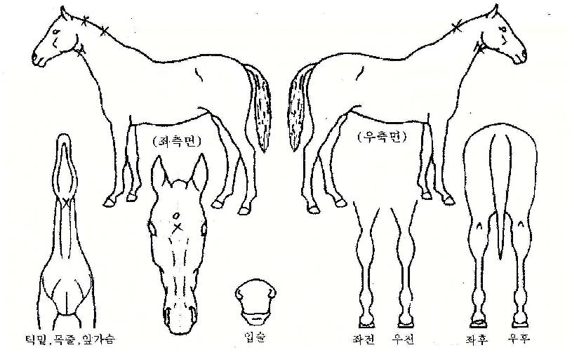 Á¦Æ®¹üÆÛÀÇ Ãø¸é,¿ì¸é,µÞ¸é,µÎ»ó,´Ù¸®ÀÇ Æ¯Â¡µµÇØ