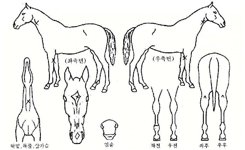 ÇѼҸ®ÀÇ Ãø¸é,¿ì¸é,µÞ¸é,µÎ»ó,´Ù¸®ÀÇ Æ¯Â¡µµÇØ