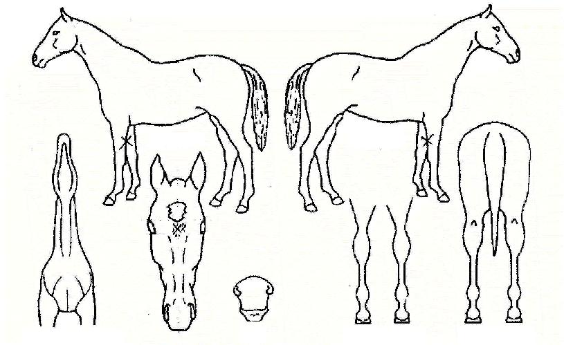 ����Ĺ�� ����,���,�޸�,�λ�,�ٸ��� Ư¡����