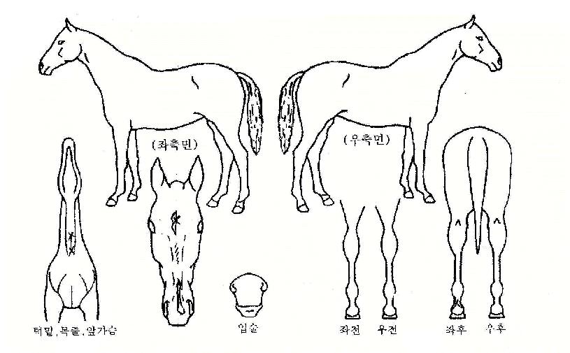 ���̹���Ÿ�� ����,���,�޸�,�λ�,�ٸ��� Ư¡����