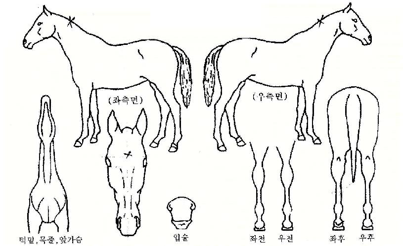 �帮���� ����,���,�޸�,�λ�,�ٸ��� Ư¡����