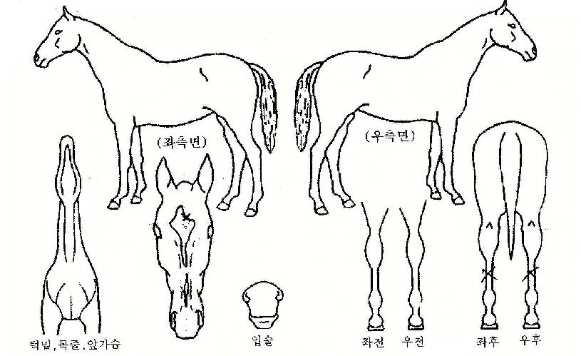 ¿ìµÎ·ÉÀÇ Ãø¸é,¿ì¸é,µÞ¸é,µÎ»ó,´Ù¸®ÀÇ Æ¯Â¡µµÇØ