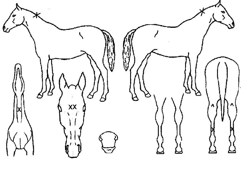 ºòÅÍÁý½ÃÀÇ Ãø¸é,¿ì¸é,µÞ¸é,µÎ»ó,´Ù¸®ÀÇ Æ¯Â¡µµÇØ