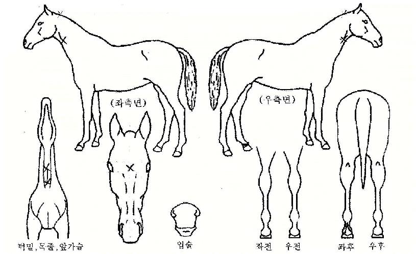 ������ ����,���,�޸�,�λ�,�ٸ��� Ư¡����