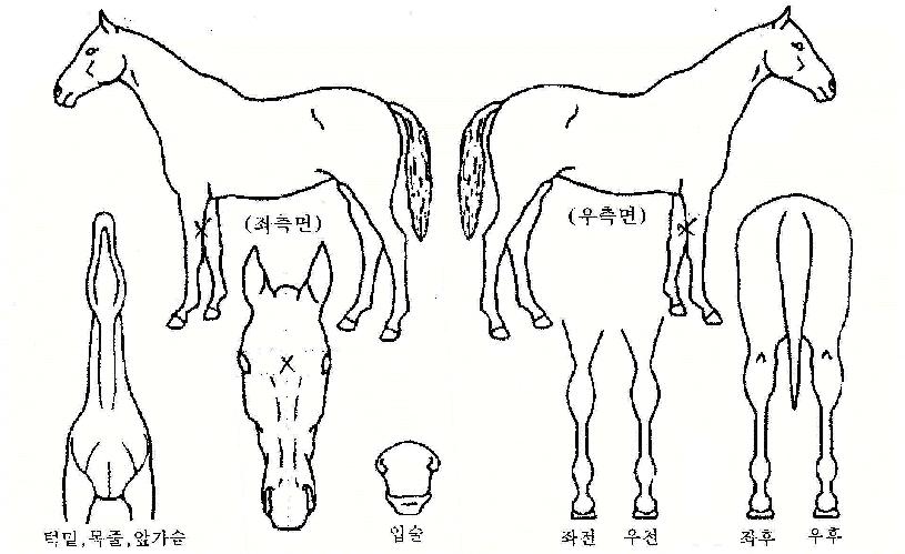 ž��ũ�� ����,���,�޸�,�λ�,�ٸ��� Ư¡����