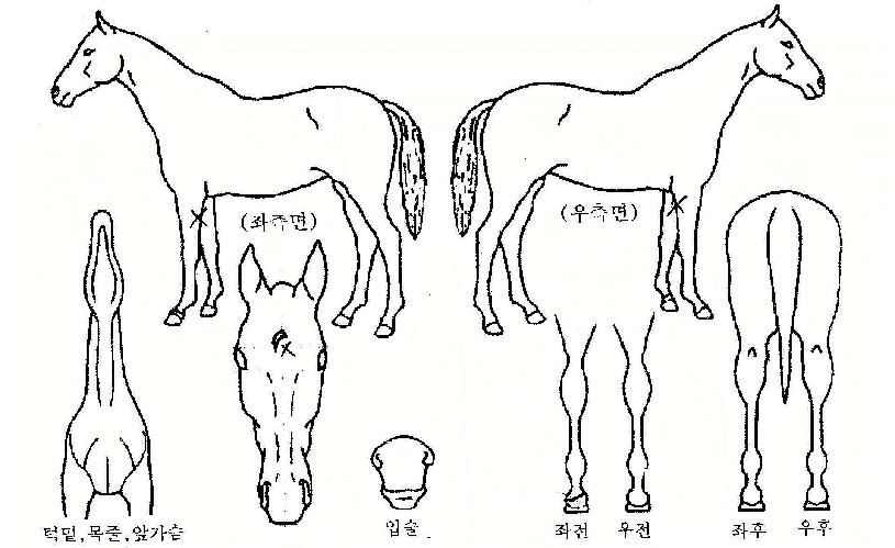 Çï·Î½ºÇǵåÀÇ Ãø¸é,¿ì¸é,µÞ¸é,µÎ»ó,´Ù¸®ÀÇ Æ¯Â¡µµÇØ