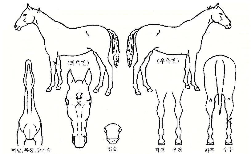 ���ڳ����� ����,���,�޸�,�λ�,�ٸ��� Ư¡����