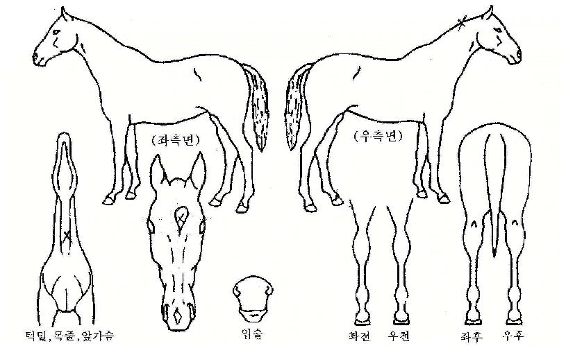 è����Ű�� ����,���,�޸�,�λ�,�ٸ��� Ư¡����