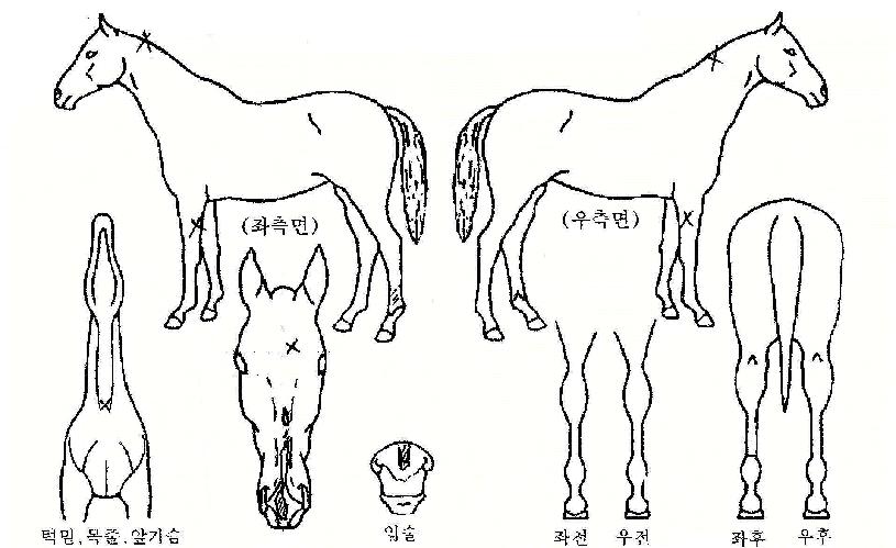 ī�϶��� ����,���,�޸�,�λ�,�ٸ��� Ư¡����