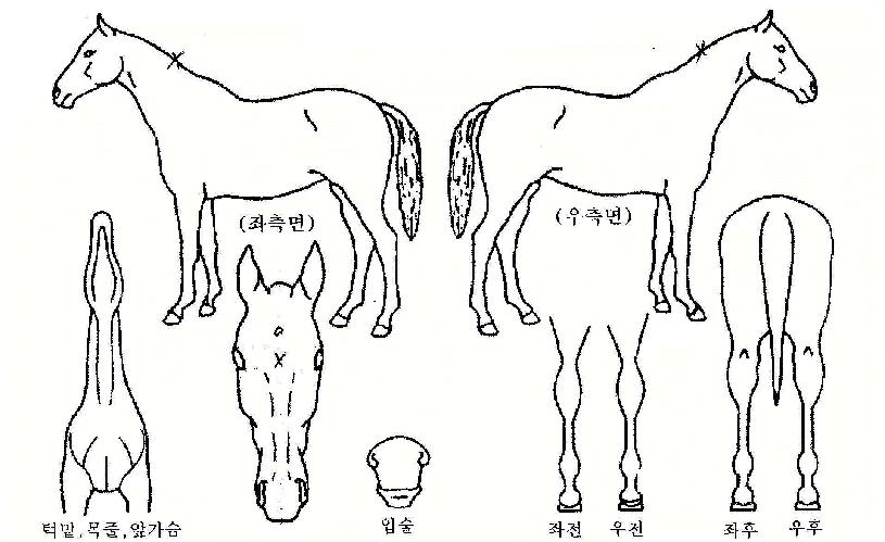 ��õ���� ����,���,�޸�,�λ�,�ٸ��� Ư¡����