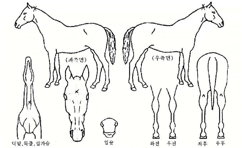 ����Ƽ���̺��ڸ��� ����,���,�޸�,�λ�,�ٸ��� Ư¡����