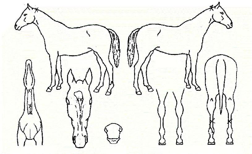 Çùµ¿ÀÇ Ãø¸é,¿ì¸é,µÞ¸é,µÎ»ó,´Ù¸®ÀÇ Æ¯Â¡µµÇØ