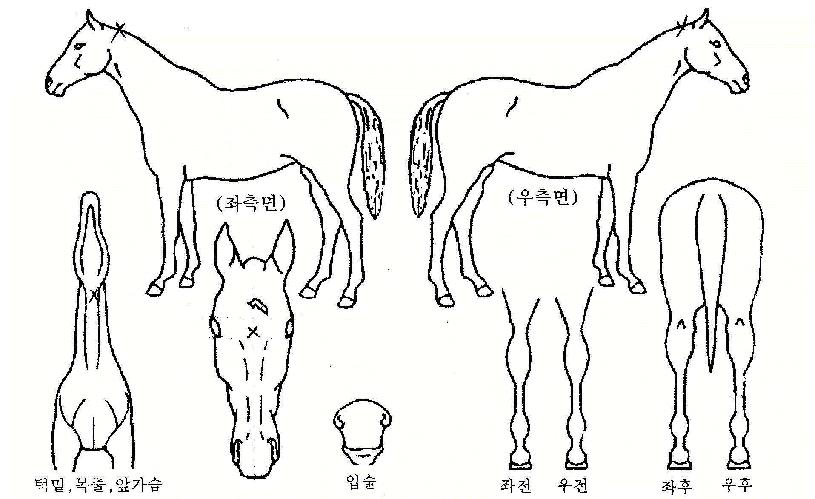 ¹Ù¶÷ó·³ÀÇ Ãø¸é,¿ì¸é,µÞ¸é,µÎ»ó,´Ù¸®ÀÇ Æ¯Â¡µµÇØ