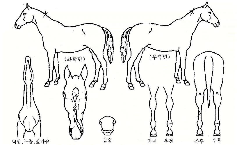 »çÆÐ»êÀÇ Ãø¸é,¿ì¸é,µÞ¸é,µÎ»ó,´Ù¸®ÀÇ Æ¯Â¡µµÇØ