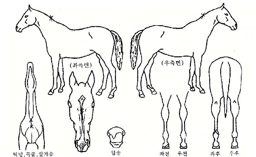 ���弱���� ����,���,�޸�,�λ�,�ٸ��� Ư¡����