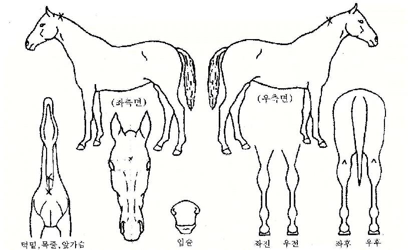 �ﵹ���� ����,���,�޸�,�λ�,�ٸ��� Ư¡����