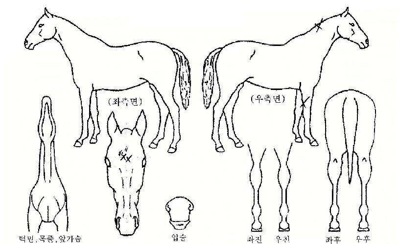 �������ڸ��� ����,���,�޸�,�λ�,�ٸ��� Ư¡����