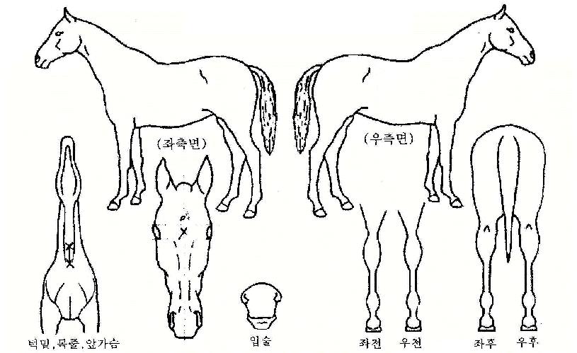 »è½º¿øÀÇ Ãø¸é,¿ì¸é,µÞ¸é,µÎ»ó,´Ù¸®ÀÇ Æ¯Â¡µµÇØ