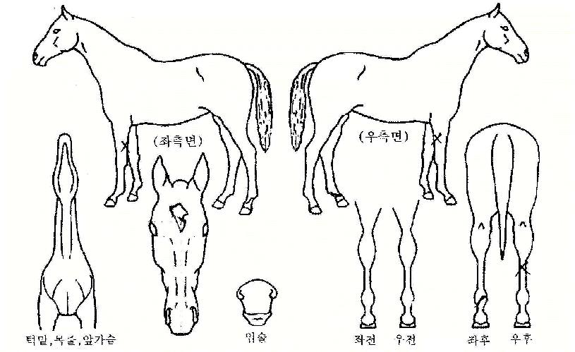 ½½¸¯¾ÖÁî¾îĹÀÚ¸¶ÀÇ Ãø¸é,¿ì¸é,µÞ¸é,µÎ»ó,´Ù¸®ÀÇ Æ¯Â¡µµÇØ