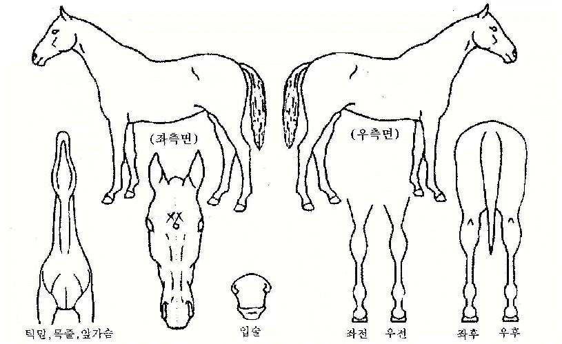 ���������� ����,���,�޸�,�λ�,�ٸ��� Ư¡����