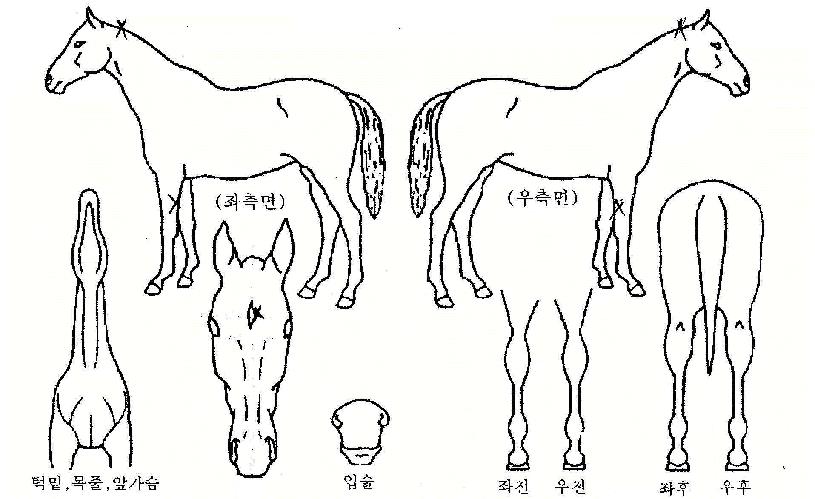 ½ÅÀdz¯°³ÀÇ Ãø¸é,¿ì¸é,µÞ¸é,µÎ»ó,´Ù¸®ÀÇ Æ¯Â¡µµÇØ