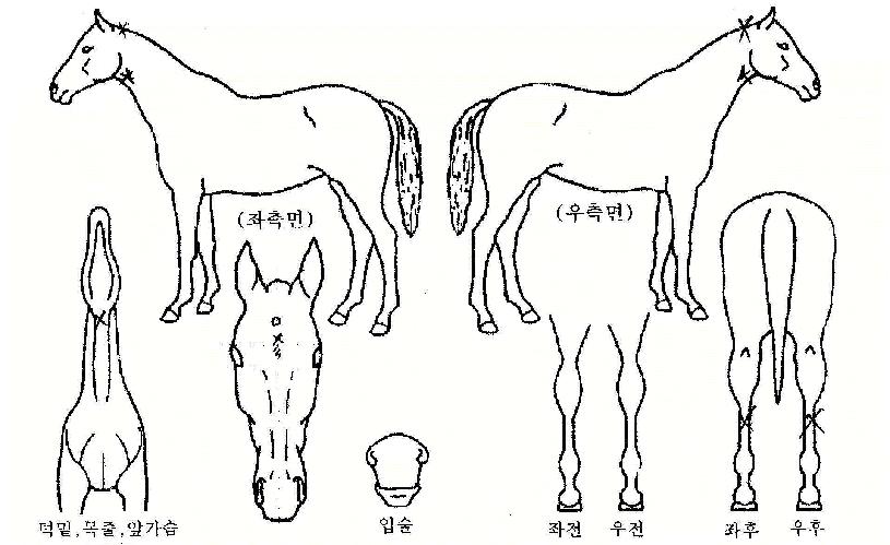 ������������ ����,���,�޸�,�λ�,�ٸ��� Ư¡����