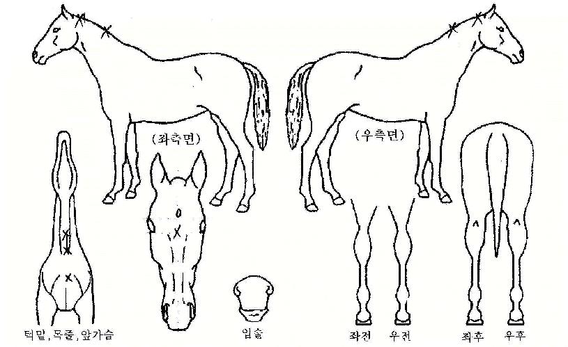 ����ä�� ����,���,�޸�,�λ�,�ٸ��� Ư¡����