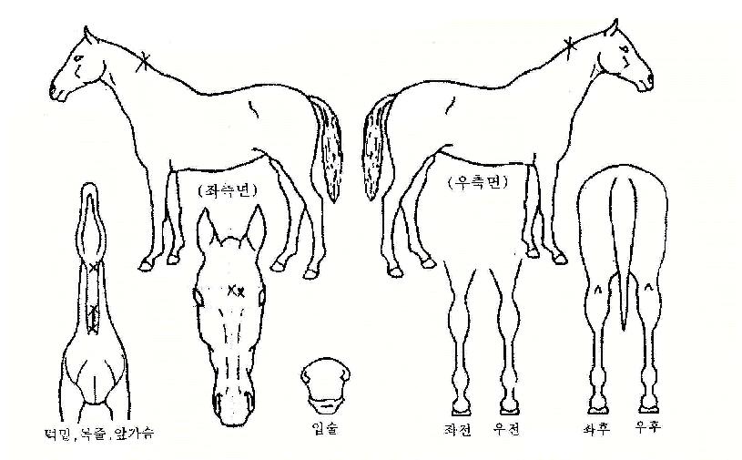 ����������������ڸ��� ����,���,�޸�,�λ�,�ٸ��� Ư¡����