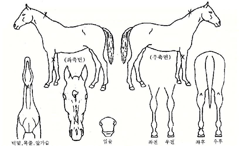 ¹°À屸ÀÇ Ãø¸é,¿ì¸é,µÞ¸é,µÎ»ó,´Ù¸®ÀÇ Æ¯Â¡µµÇØ