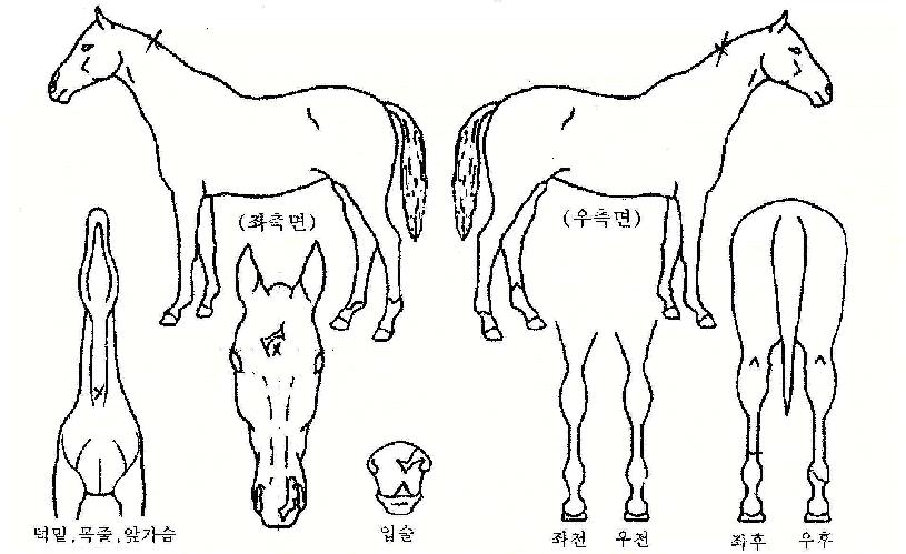 ��ȣ������ ����,���,�޸�,�λ�,�ٸ��� Ư¡����