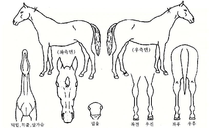 õ�����ູ�� ����,���,�޸�,�λ�,�ٸ��� Ư¡����