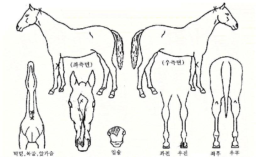 ŷ���̾��� ����,���,�޸�,�λ�,�ٸ��� Ư¡����