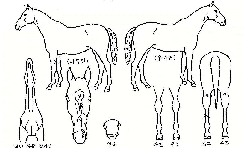 ������ ����,���,�޸�,�λ�,�ٸ��� Ư¡����