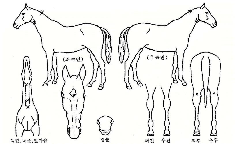 ·Ñ¸®°ÇÀÇ Ãø¸é,¿ì¸é,µÞ¸é,µÎ»ó,´Ù¸®ÀÇ Æ¯Â¡µµÇØ