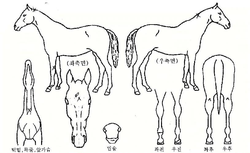 Âü³ª¹«ÀÇ Ãø¸é,¿ì¸é,µÞ¸é,µÎ»ó,´Ù¸®ÀÇ Æ¯Â¡µµÇØ
