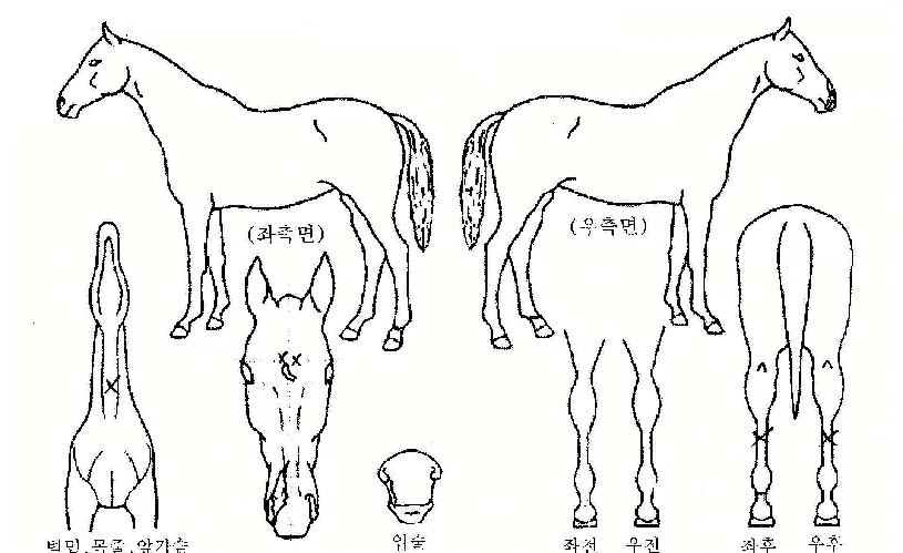 �������� ����,���,�޸�,�λ�,�ٸ��� Ư¡����