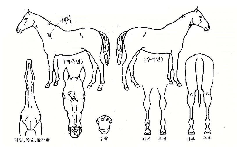 ����� ����,���,�޸�,�λ�,�ٸ��� Ư¡����