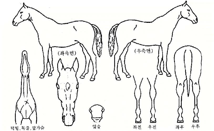 ³»¼Å³Î°Ô½ºÆ®ÀÇ Ãø¸é,¿ì¸é,µÞ¸é,µÎ»ó,´Ù¸®ÀÇ Æ¯Â¡µµÇØ