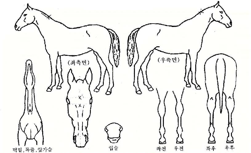 Àçµµ¾àÀÇ Ãø¸é,¿ì¸é,µÞ¸é,µÎ»ó,´Ù¸®ÀÇ Æ¯Â¡µµÇØ