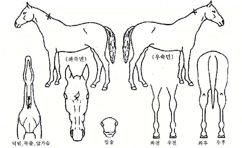 ����潺�丮�� ����,���,�޸�,�λ�,�ٸ��� Ư¡����